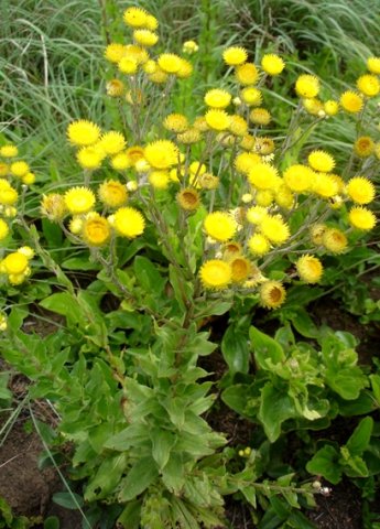 Helichrysum setosum leaves
